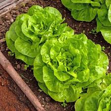 Lettuce Seeds - Bibb