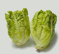 Lettuce Seeds (Organic) - Little Gem