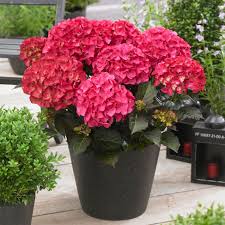 Hydrangea Red Bigleaf Seeds