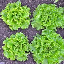 Lettuce Seeds (Organic) - Salad Bowl Green