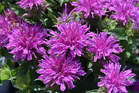 Monarda Lilac Bee Balm