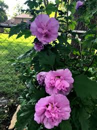 Hibiscus Purple Rose of Sharon Seeds