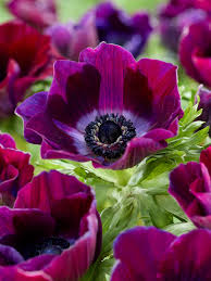 Anemone Meron Bordeaux Windflower Bulbs