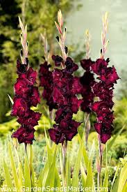 Gladiolus Flower Seeds - Black Star