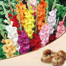 Gladiolus Flower Seeds - Romantic Mix