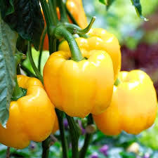 Sweet Pepper Seeds - California Wonder Yellow