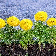 Park's Whopper Yellow Marigold Seeds