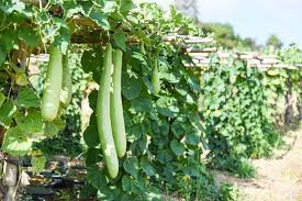 Bottle gourd-Monsoon