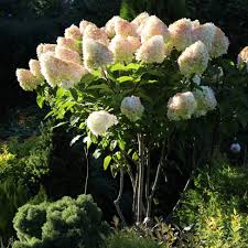 Hydrangea Limelight Panicle Seeds