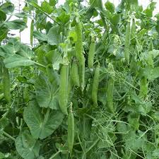 Pea Seeds - Green Arrow