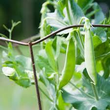 Pea Seeds (Snow) - Dwarf Grey Sugar