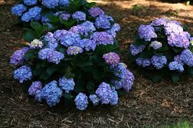 Hydrangea Blue Jangles Bigleaf Hydrangea