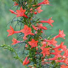 Standing Cypress Seeds