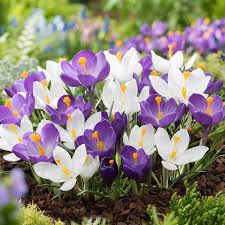 Crocus Seeds (Large Flowering) - Blue Moon Mix