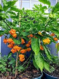 Hot Pepper Seeds - Jamaican Hot Yellow