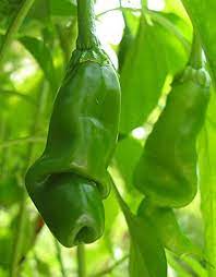Green Chili Willy or Peter Pepper Chili Vegetable Seeds for Planting – Exotic and Rare Pepper heirloom & Non-GMO Seeds