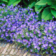 Geranium Delft Blue