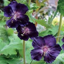 Geranium Raven