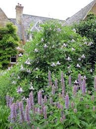 Clematis Betty Corning Seeds