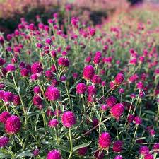 Globe Amaranth Carmine