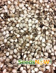 Watermelon Seeds - Congo