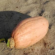 Squash (Winter) Seeds - Pink Banana Jumbo