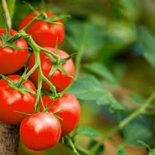 Tomato Seeds (Organic) - Red Cherry - Large