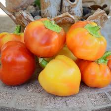 Sweet Pepper Seeds - Alma Paprika