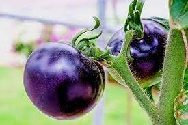 Deep Blue Tomato Seeds for Planting