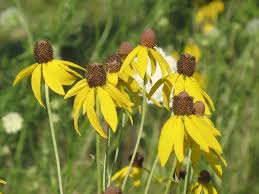 Yellow Coneflower Ratibida pinnata FLower Seeds