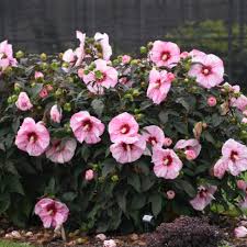 Hibiscus Summerific Cherry Coco Latte Rose Mallow Seeds