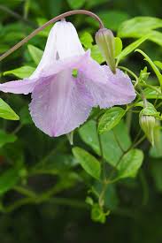 Clematis Betty Corning Seeds