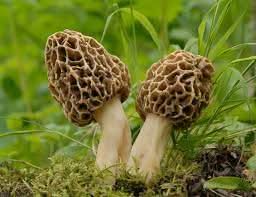 Morel Mushroom Seeds for Planting Cream