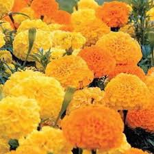 Park's Whopper Mix Marigold Seeds