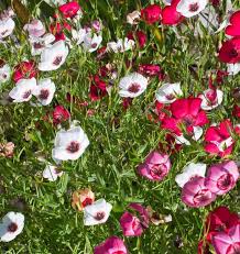 Flax Charmer Mix Seeds