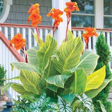 Tropicanna Gold Canna Lily Bulb