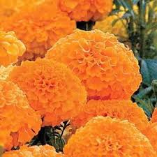 Park's Whopper Orange Marigold Seeds