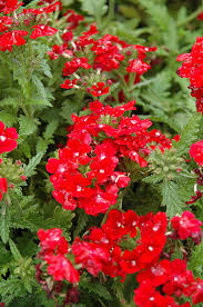 Obsession Red Hybrid Verbena Seeds