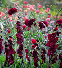 Gladiolus Flower Seeds - Espresso