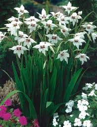 Peacock Orchid Seeds - Gladiolus acidanthera