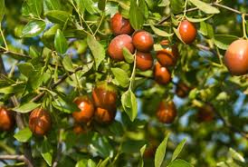 Sugar Cane Jujube Fruit Seeds for Planting – A Delicacy in Every Bite Grow in Your Backyard, GMO Free Seeds