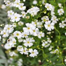 Babys Breath Seeds (Annual)