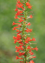 Standing Cypress Seeds