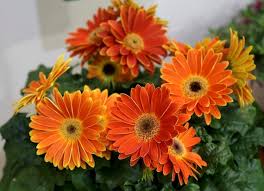 Sunset Orange Hybrid Gerbera Daisy Seeds