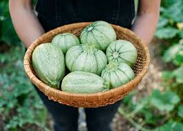 Squash (Summer) Seeds - Ronde De Nice