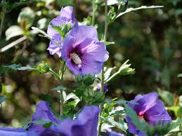 Hibiscus Paraplu Violet Rose of Sharon