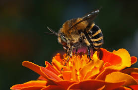 Bee Marigold Seeds