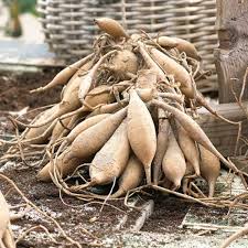 Dahlia Seeds - Ginger Spice Mix