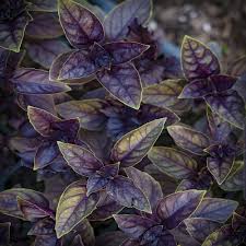 Basil Seeds - Purple