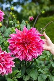 Dahlia Seeds (Dinnerplate) - Emory Paul